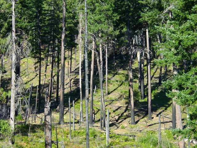 138_11_apple_wildfire_2002_horseshoebend_cg2.jpg